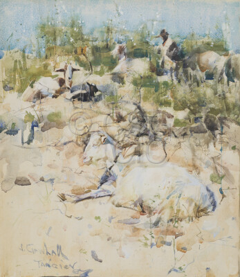 Goats on a Hillside, Tangier...
